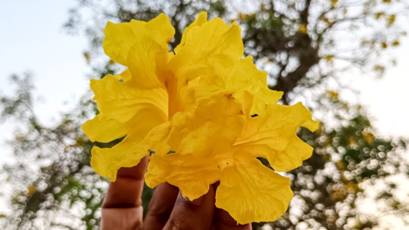 A Burst of Gold in Maina: Discovering the Caribbean Trumpet Tree